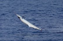 Full Day Sportsman/Enthusiast Charter