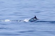Full Day Sportsman/Enthusiast Charter