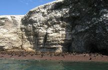 Ballestas Islands Boat Tour in Paracas
