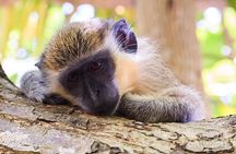 Green Monkey Time