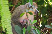 Green Monkey Time