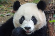 Chengdu Private Full Day Panda Breeding Center and Sanxingdui Museum Tour