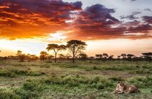 1 Day: Unforgettable Tarangire