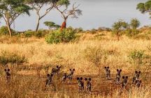 1 Day: Unforgettable Tarangire