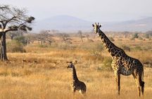 1 Day: Unforgettable Tarangire