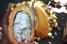 1 Day cocoa farm tour