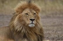 5 days into the heart of serengeti (serengeti, ngorongoro, lake manyara)