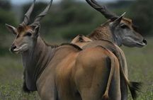 5 days into the heart of serengeti (serengeti, ngorongoro, lake manyara)