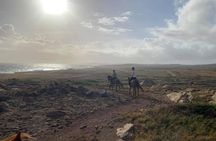 Aruba Private, 2 Hour Horseback Riding Tour For Advanced Riders