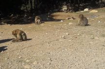 Atlas Mountains, Morocco: Ifrane, Azrou, Monkey Forest, Full Day Tour from Fez