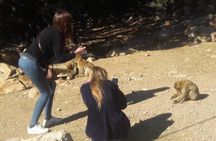 Atlas Mountains, Morocco: Ifrane, Azrou, Monkey Forest, Full Day Tour from Fez