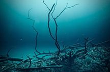 Diving in Angelita and Casa Cenotes from Riviera Maya