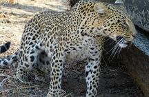 5 Days/4Nights Safari to Mikumi and Ruaha Parks 