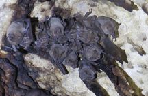 Cenotes diving Dos Ojos and The Bat Cave