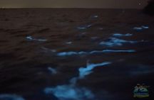 Florida Bioluminescence Clear Kayak tour/ Beacon 42 (Titusville)