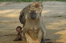 Seven Days One Wonderful Week Safari In Uganda