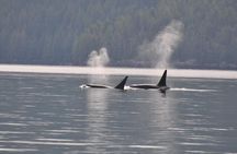 7-8 Hour Zodiac Whale Watching Tour