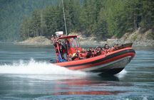 7-8 Hour Zodiac Whale Watching Tour