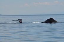 7-8 Hour Zodiac Whale Watching Tour