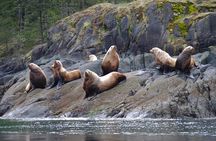 7-8 Hour Zodiac Whale Watching Tour