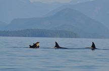6 hour Zodiac Whale Watching Tour