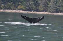 6 hour Zodiac Whale Watching Tour