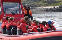 6 hour Zodiac Whale Watching Tour