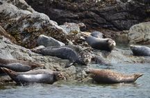 6 hour Zodiac Whale Watching Tour