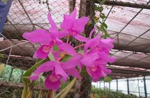 Irazú Volcano, Orosi Valley & Lankester Gardens from San José 