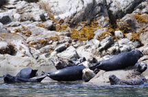 4 hour Zodiac Whale and Wildlife Tour