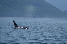 4 hour Zodiac Whale and Wildlife Tour