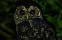 Cloud Forest Night Walk in Monteverde -Monteverde Wild-