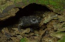 Cloud Forest Night Walk in Monteverde -Monteverde Wild-