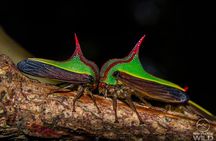 Cloud Forest Night Walk in Monteverde -Monteverde Wild-