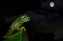 Cloud Forest Night Walk in Monteverde -Monteverde Wild-