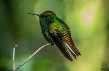 Monteverde Cloud Forest Reserve Morning Walk -Monteverde Wild-
