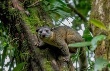 Monteverde Cloud Forest Reserve Morning Walk -Monteverde Wild-