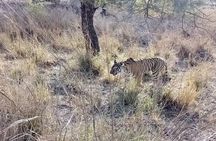RANTHAMBORE NATIONAL PARK (3 Nights /4 Days)