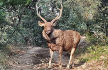 RANTHAMBORE NATIONAL PARK (3 Nights /4 Days)