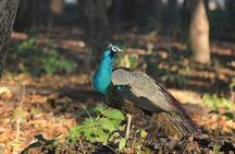 RANTHAMBORE NATIONAL PARK (3 Nights /4 Days)