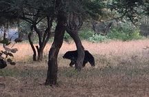 RANTHAMBORE NATIONAL PARK (3 Nights /4 Days)