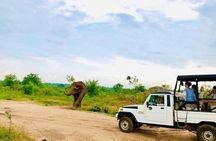 Private Udawalawe Nationalpark Jeep-Safari