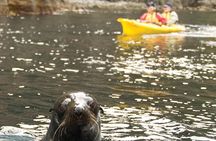 Tasman Peninsula full day kayaking tour