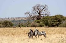 2 Day: Tarangire and Ngorongoro Crater