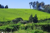 Coffee Farm and Factory Tour from Nairobi City