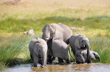 Tarangire,Ngorongoro & Lake Manyara | 4 Day 