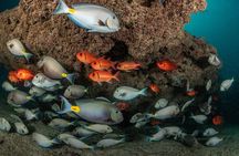 Double Diving in Sal Island - Half Day