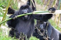 3 Days Lake Bunyonyi and Gorilla Trekking Tour in Uganda