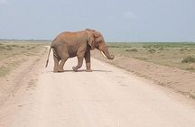 Olpejeta conservancy Day tour
