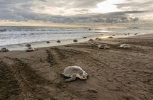 Turtle Watching Tour